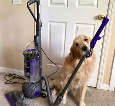 vacuum cleaners that pick up pet hair